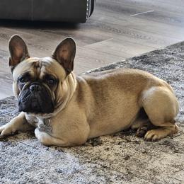 Shermy - French Bulldog