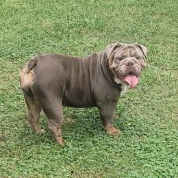 Lily - Bulldog