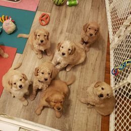 Goldendoodle Puppies from Bailey's Bunch