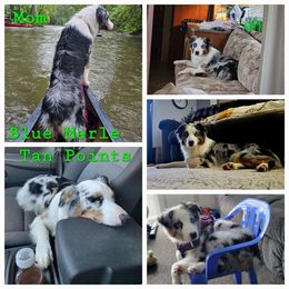 Kaiya - Australian Shepherd