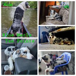 Kaiya - Australian Shepherd