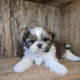 Cami - Brindle and white female Shih Tzu puppy in Mountain Grove, Missouri from Precious Puppies