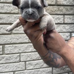 French Bulldog Puppies from Mid Coast Frenchies