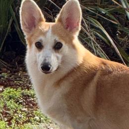 Sunny - Fawn female Pembroke Welsh Corgi puppy in Dade City, Florida from Red White & Bluie Corgi