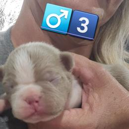 Boy 3  (6th born) - Blue male Boston Terrier puppy in Versailles, Indiana from Benhams Bostons