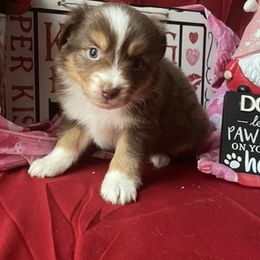 Miniature Australian Shepherd and Toy Australian Shepherd Puppies from Autumn & Colt’s Aussies