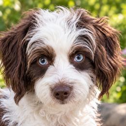 Daisy - Aussiedoodle