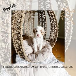Rudolph - Parti female Goldendoodle puppy in Montgomery, Texas from Dacus Doodles