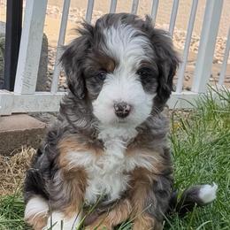 Bluey - Merle male Bernedoodle puppy in Tooele, Utah from Dinky Doo Doodles
