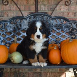 Bernese Mountain Dog Puppies from Knight Bernese