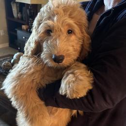 Goldendoodle Puppies from Oodles of Doodles LLC