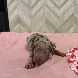 Maui - Merle male Goldendoodle puppy in Camden, North Carolina from Oopsie Doodles of NC