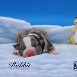 Rabbit - Blue merle male Miniature Australian Shepherd puppy in Weeki Wachee, Florida from Arlington's Mini Aussies