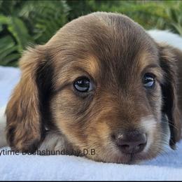 Riley - Piebald female Dachshund puppy in Ben Wheeler, Texas from Anytime Dachshunds by D.B.