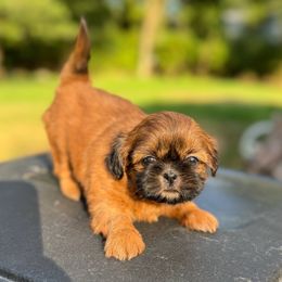 Shih Tzu puppies from Shih Tzu Companions