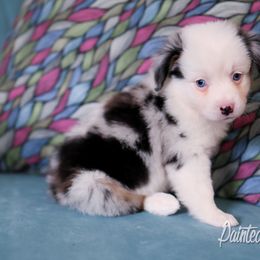 Australian Shepherd, Miniature American Shepherd, Miniature Australian Shepherd, and Toy Australian Shepherd Puppies from Painted Blue Aussies