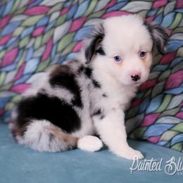 Australian Shepherd, Miniature American Shepherd, Miniature Australian Shepherd, and Toy Australian Shepherd Puppies from Painted Blue Aussies