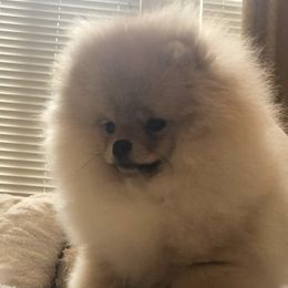Pomeranian Puppies from Pardi Poms