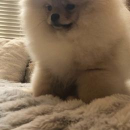 Pomeranian Puppies from Pardi Poms