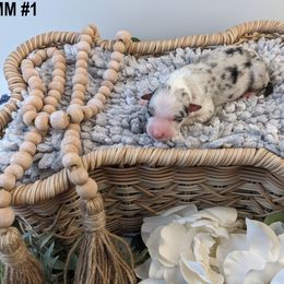 BMM1 - Blue merle male Australian Shepherd puppy in Garland, Maine from MilkyWay Aussies with Tails