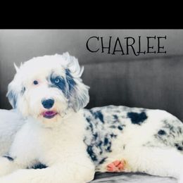 Charlee - Sheepadoodle