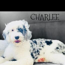 Charlee - Sheepadoodle
