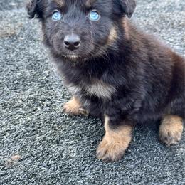 Boy 4 - Black tri male Miniature Australian Shepherd puppy in Lemon Cove, California from Magic Ranch Mini Aussies
