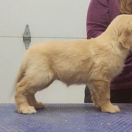 Golden Retriever Puppies from KM Golden Retrievers