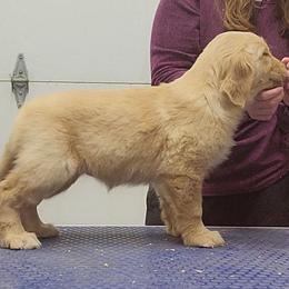 Golden Retriever Puppies from KM Golden Retrievers