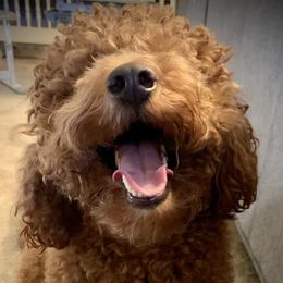 You - Goldendoodle