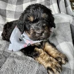 Pepper - Tri-color female Bernedoodle puppy in Lowell, Arkansas from Sunny Sky Doodles