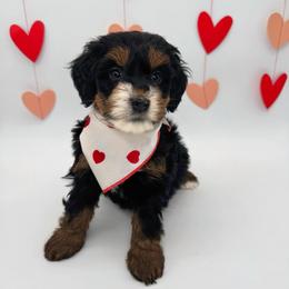 Aubie - Tri-color female Bernedoodle puppy in Alpharetta, Georgia from Doodles of Buckhead