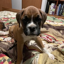 Faith Hill - Fawn Boxer puppy in Willard, North Carolina from Boone’s Boxers of North Carolina