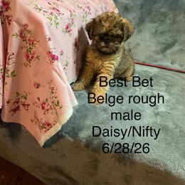 Best Bet - Belge male Brussels Griffon puppy in Dawson Springs, Kentucky from Precious Paws and Galafrey