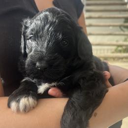 Aussiedoodle, Companion Cross, Poodle, and Yorkipoo Puppies from Teakwoodpoodleofsocal