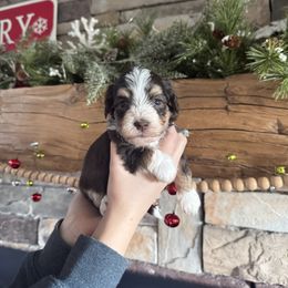 Candy - Chocolate female Havanese puppy in Reese, Michigan from Windy Hill Havanese