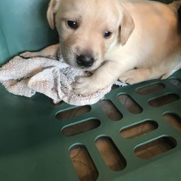 Labrador Retriever Puppies from Whispering Creek British labs LLC