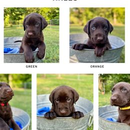 Labrador Retriever puppies from Duck Dog Ranch