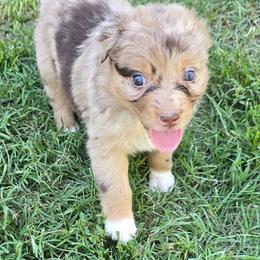 Ariel - Red merle female Australian Shepherd puppy in Harrah, Oklahoma from Whippoorwill Aussies of Oklahoma