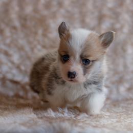 Girl 3 - Red female Pembroke Welsh Corgi puppy in La Grange, Wyoming from Merrygold Corgis