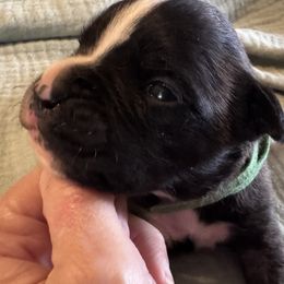 Gaston - Brindle male Boxer puppy in Madras, Oregon from BnT Boxers