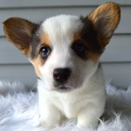 Star Fruit - Male - Black and tan male American Corgi puppy in Pendleton, Indiana from Wildlings & Wild Things Homestead