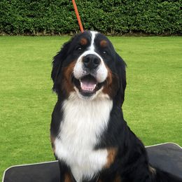 June - Bernese Mountain Dog