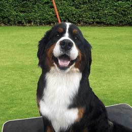 June - Bernese Mountain Dog