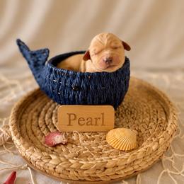 Pearl - Dark golden female Golden Retriever puppy in San Bernardino, California from Thegoldendreams1