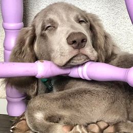 Long Haired Weimaraners and Weimaraners from Wiregrassweimaranerstoo