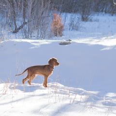 Irish Setter Puppies from Spring Creek Irish Setters