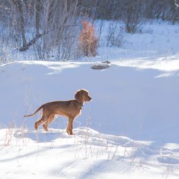 Irish Setter Puppies from Spring Creek Irish Setters