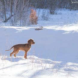 Irish Setter Puppies from Spring Creek Irish Setters