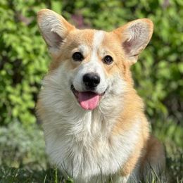 Pembroke Welsh Corgis from Midgard Pembroke Welsh Corgis